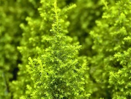 Cypruštek tujovitý 'Top Point'