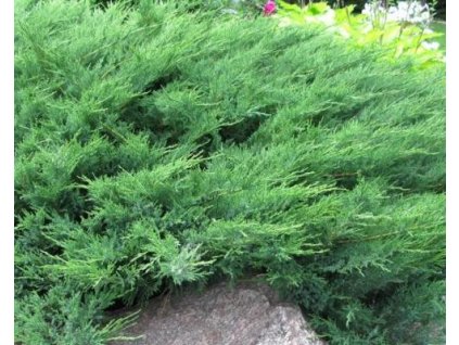 Borievka netatová 'Blue Danube'