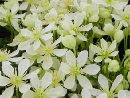 Plamienok 'Emerald Dream'