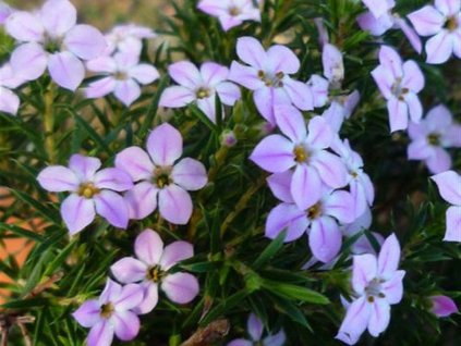 Diosma chlpatá 'Pink Fountain'