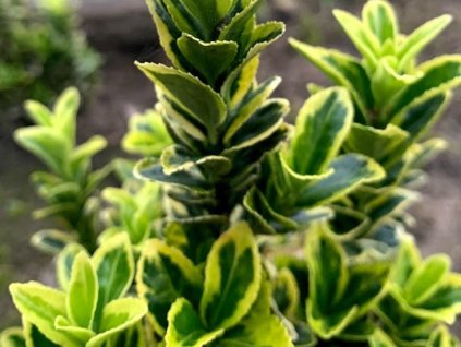 Bršlen japonský 'Golden Rocket'