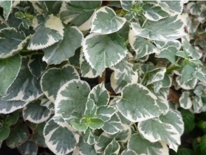 Hortenzia popínavá 'Silver Lining'