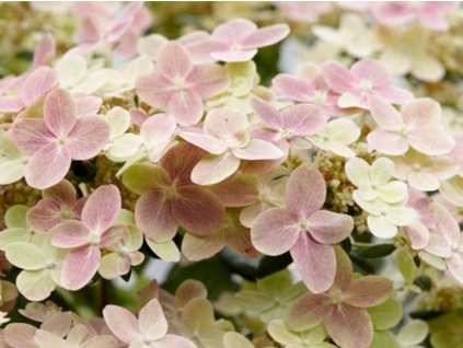 Hortenzia metlinatá 'Switch Ophelia'
