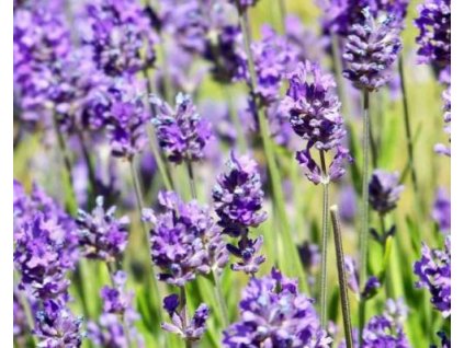 Levanduľa úzkolistá 'Little Lady'