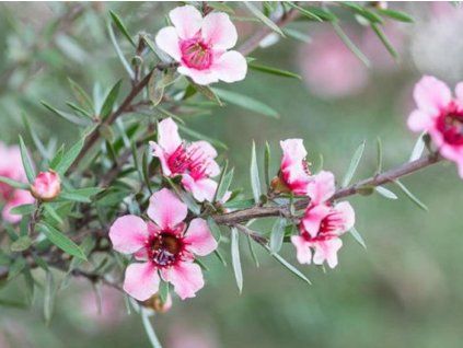 balm�n