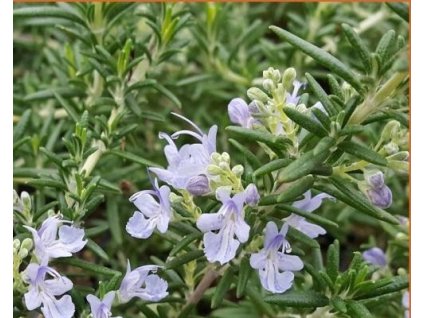 Rozmarín lekársky 'Capri'