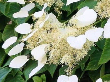 Japonská hortenzia- popínavá 'Angel Wings'