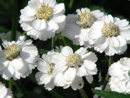 Rebríček bertrámový 'The Pearl' - Achillea ptarmica 'The Pearl'
