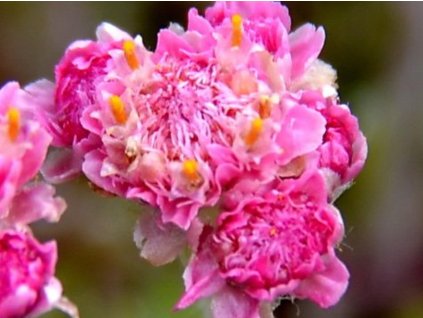 Plešivec dvojdomý 'Roy Davidson' - Antennaria dioica 'Roy Davidson'