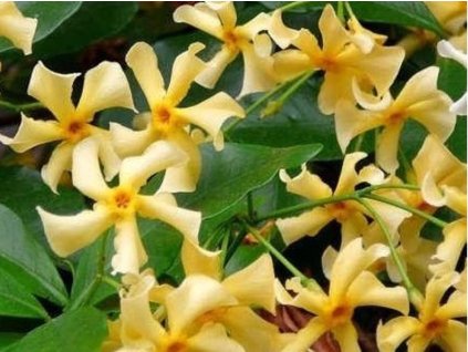 Jazmínovník vonný 'Star of Toscane'