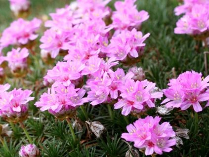 Trávnička trsnatá 'New Zealand' - Armeria juniperifolia 'New Zealand'
