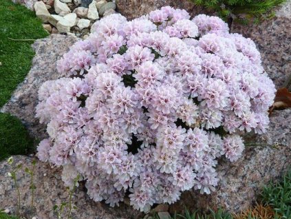 Trávnička trsnatá 'Vranov' - Armeria juniperifolia 'Vranov'