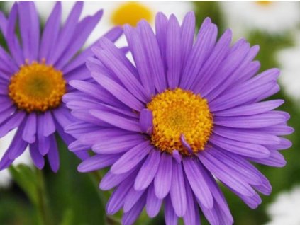 Astra alpínska 'Dunkle Schöne' - Aster alpinus 'Dunkle Schöne'