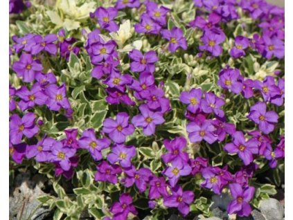 Tarica 'Tauricola Silberrand' - Aubrieta 'Tauricola Silberrand'
