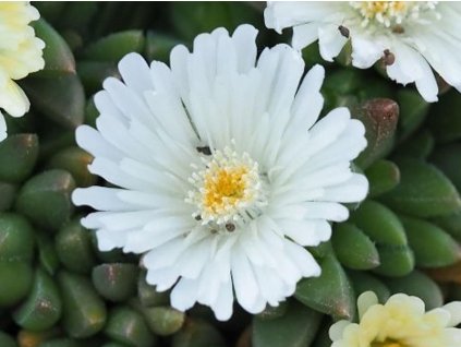 Poludňovka 'White Nugget' - Delosperma basuticum 'White Nugget'