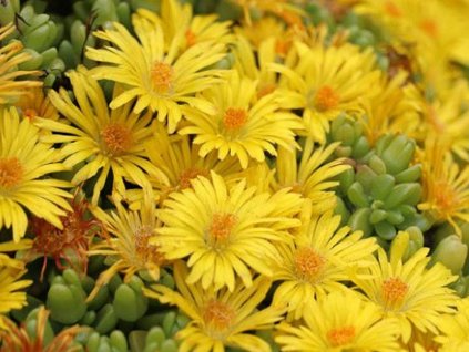 Poludňovka 'Nanum' - Delosperma nubigenum 'Nanum'