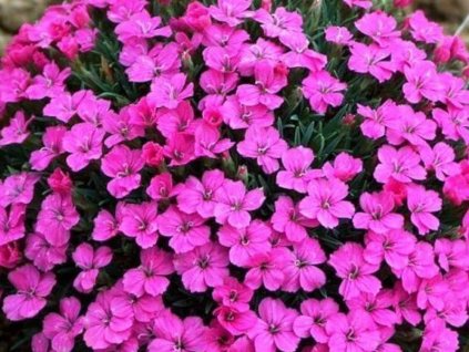 Klinček microlepis - Dianthus microlepis