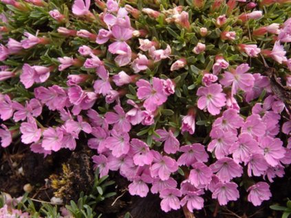 Klinček myrtinervius caespitosus - Dianthus myrtinervius caespitosus