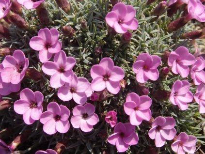 Klinček 'Vera' - Dianthus subacaulis 'Vera'