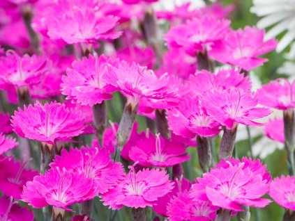 Klinček 'Whatfield Magenta' - Dianthus 'Whatfield Magenta'