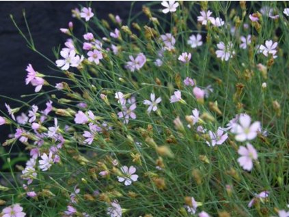 Tunika lomikameňovitá - Petrorhagia saxifraga