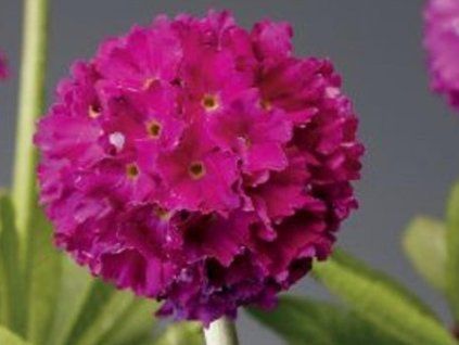 deep rose 1