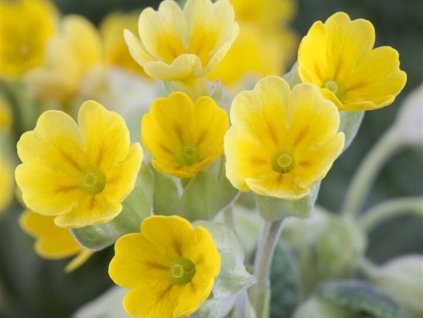 Prvosienka jarná 'Cabrillo Yellow' - Primula veris 'Cabrillo Yellow'
