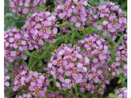 Tarica trnitá 'Rubrum' - Ptilotrichum spinosum 'Rubrum'