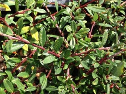 Vŕba Lindleyova - Salix lindleyana