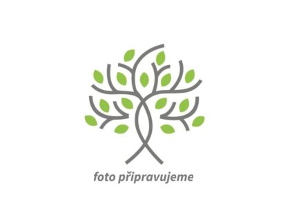 Lomikameň fleischeri - Saxifraga x fleischeri