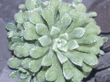 Lomikameň'Major' - Saxifraga cochlearis 'Major'