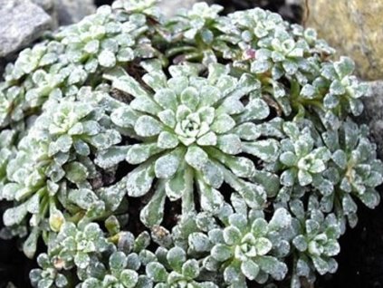 Lomikameň 'Minor' - Saxifraga cochlearis 'Minor'