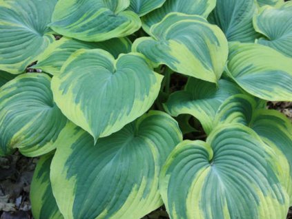 Hosta 'Earth Angel' - Hosta 'Earth Angel'