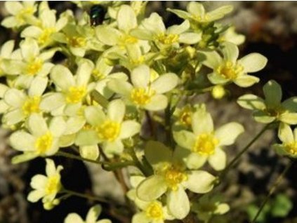 Lomikameň metlinatý 'Lutea' - Saxifraga paniculata 'Lutea'