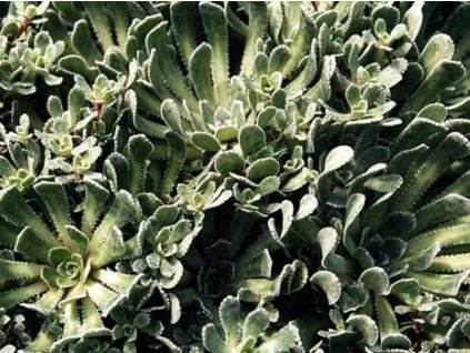 Lomikameň metlinatý 'Mt. Maglic' - Saxifraga paniculata 'Mt. Maglic'