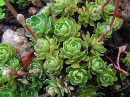Lomikameň metlinatý 'Rex' - Saxifraga paniculata 'Rex'