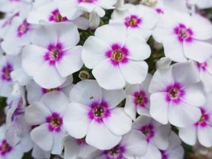 Flox metlinatý 'Ka-Pow White Bicolour' - Phlox paniculata 'Ka-Pow White Bicolour'