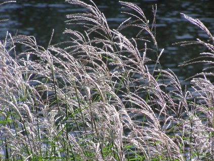 Trsť obyčajná - Phragmites australis  Phragmites australis