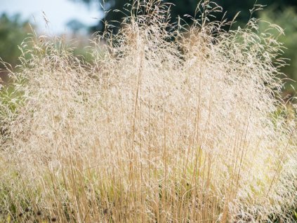 Metlica trsnatá 'Palava' - Deschampsia caespitosa 'Palava'