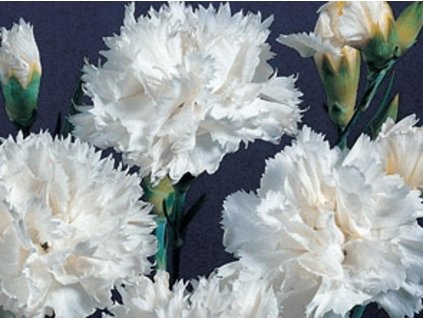 Klinček karafiát 'White' - Dianthus caryophyllus 'White'