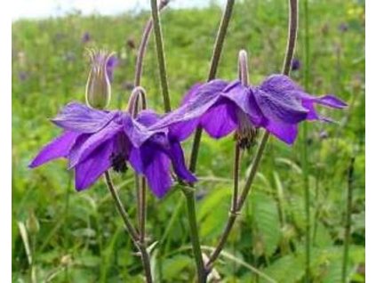 Orlíček obyčajný 'Woodside Strain' - Aquilegia vulgaris 'Woodside Strain'