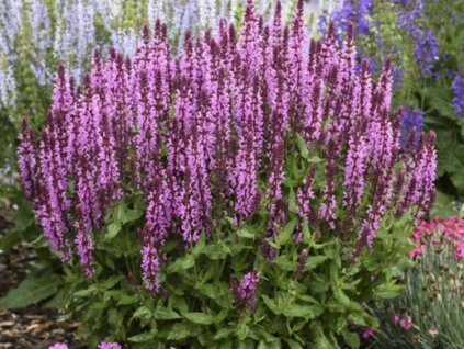 Šalvia hájna'Synchro Pink' - Salvia nemorosa 'Synchro Pink'