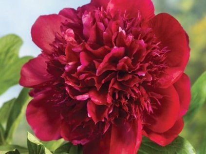 red charm