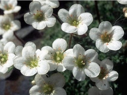 Lomikameň ssp. iratiana - Saxifraga pubescens ssp. iratiana