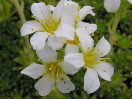 Lomikameň hrotnatý 'Alba' - Saxifraga x apiculata 'Alba'