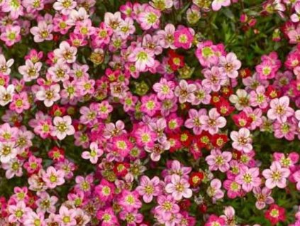 Lomikameň Arendsov 'Highlander Red' - Saxifraga x arendsii 'Highlander Red'