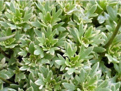 Lomikameň Arendsov 'Silver Cushion' - Saxifraga x arendsii 'Silver Cushion'