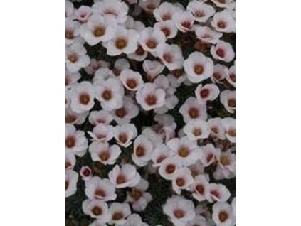 Lomikameň megaseaeflora'Jan Neruda'- Saxifraga x megaseaeflora 'Jan Neruda'