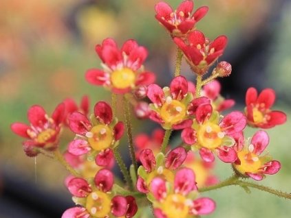 Lomikameň 'Jaromír' - Saxifraga 'Jaromír'