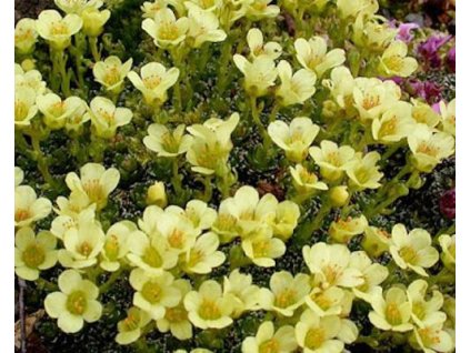 Lomikameň 'Sherlock Holmes' - Saxifraga 'Sherlock Holmes'
